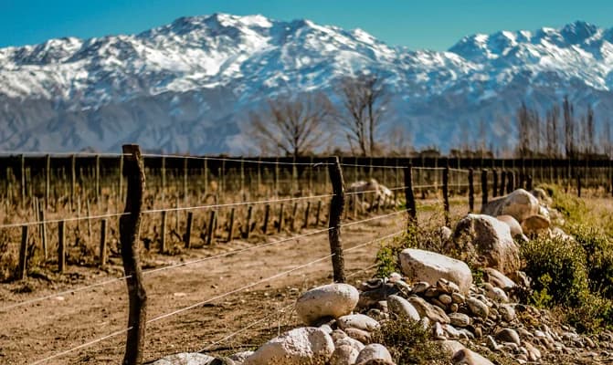 Vinhedo de Malbec na Argentina - Paisagem com montanhas nevadas