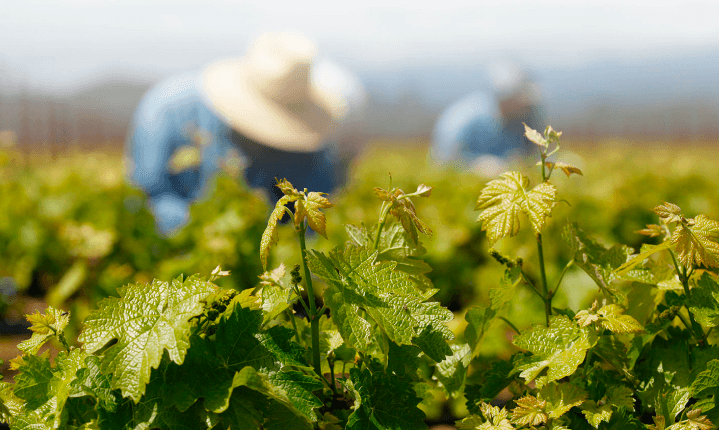 Vinhedos do Opus One - Cultivo manual e cuidado excepcional