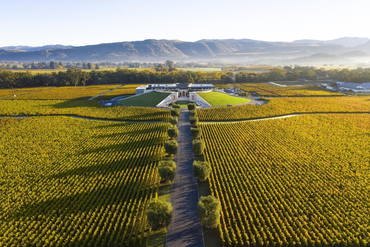 Banner do Opus One - Vinhedo e paisagem californiana
