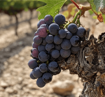 Uva Negroamaro