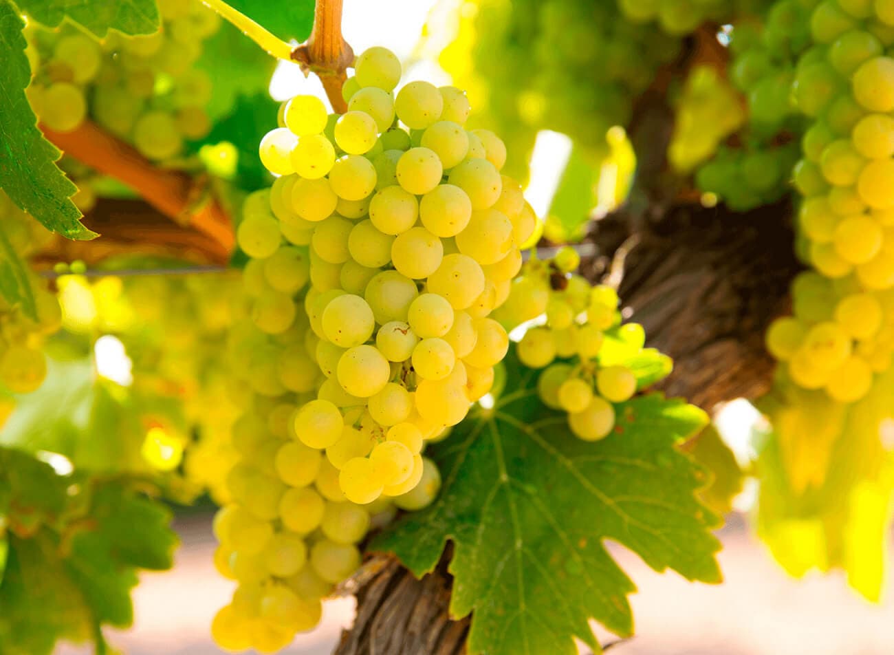 Chardonnay