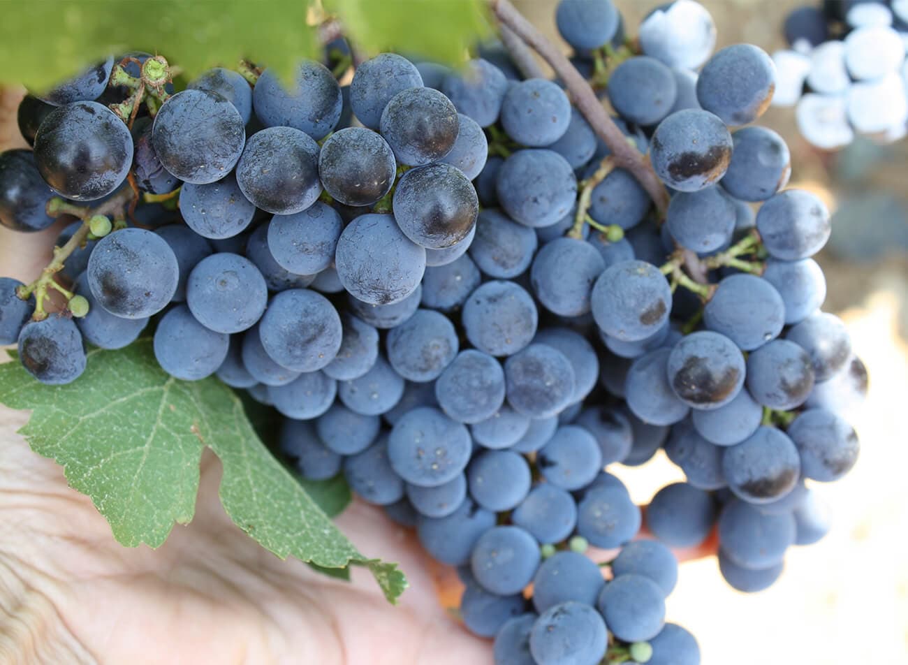 Merlot