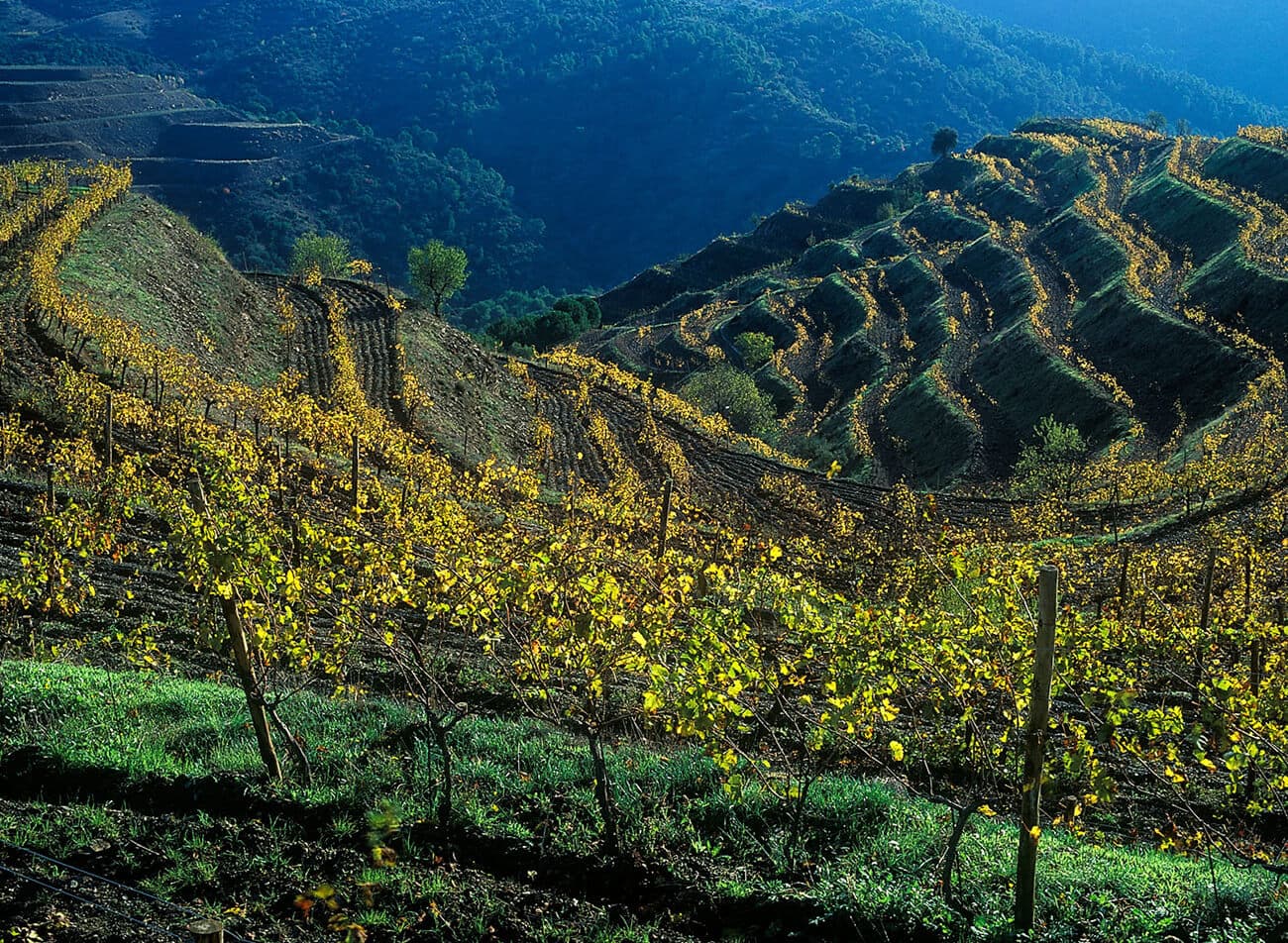 Clos Mogador