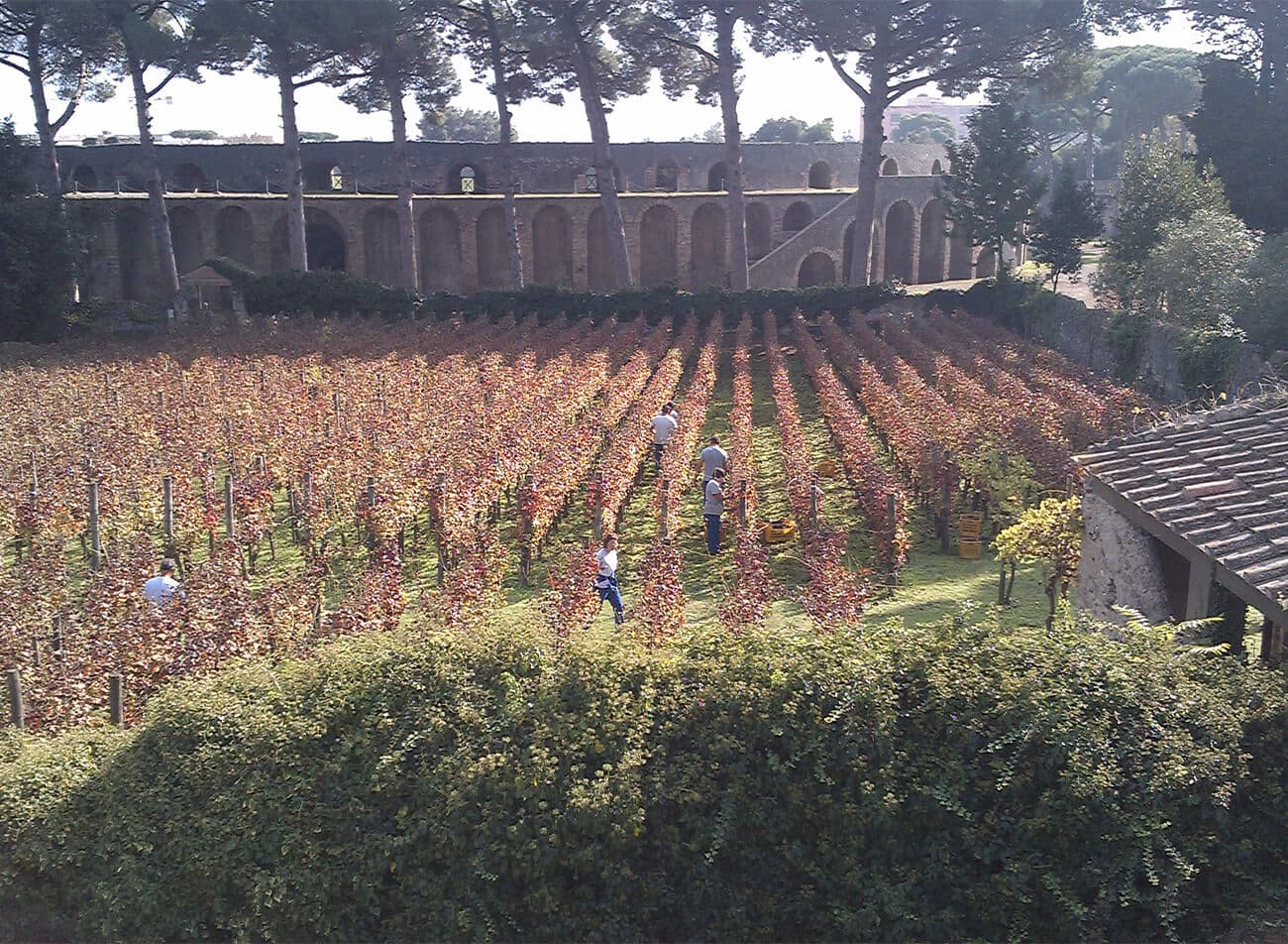 Mastroberardino