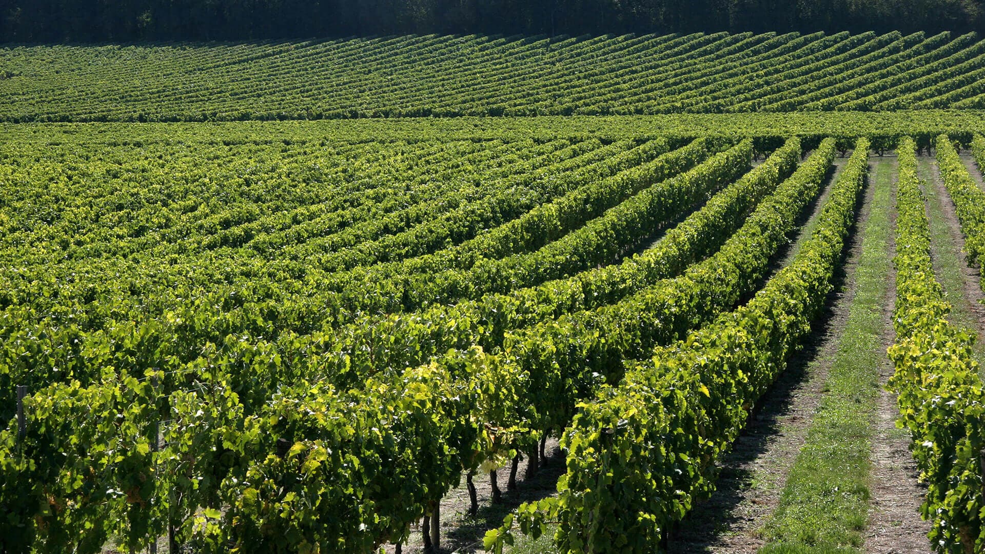 Cru Bourgeois