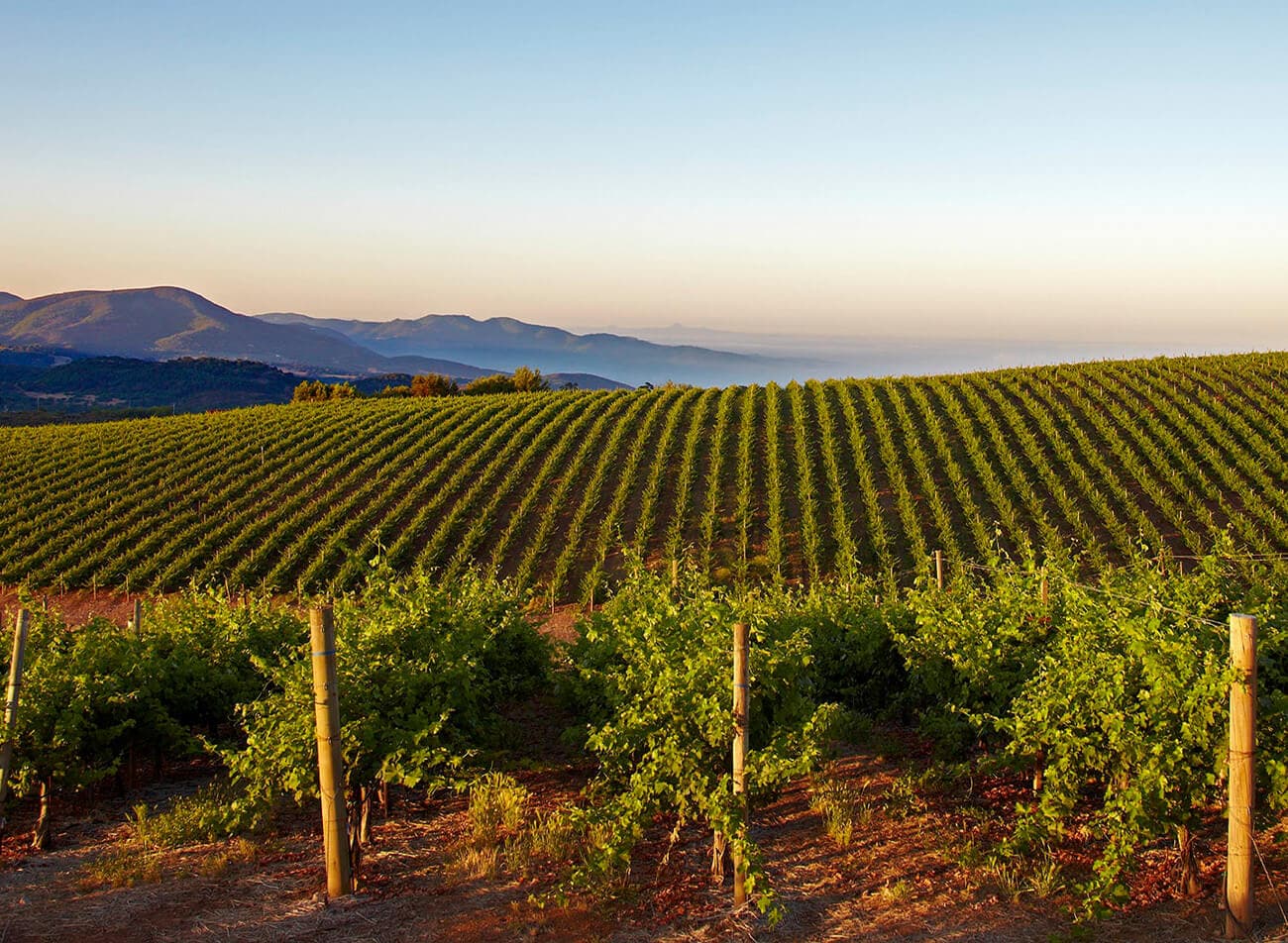 Caymus Vineyards