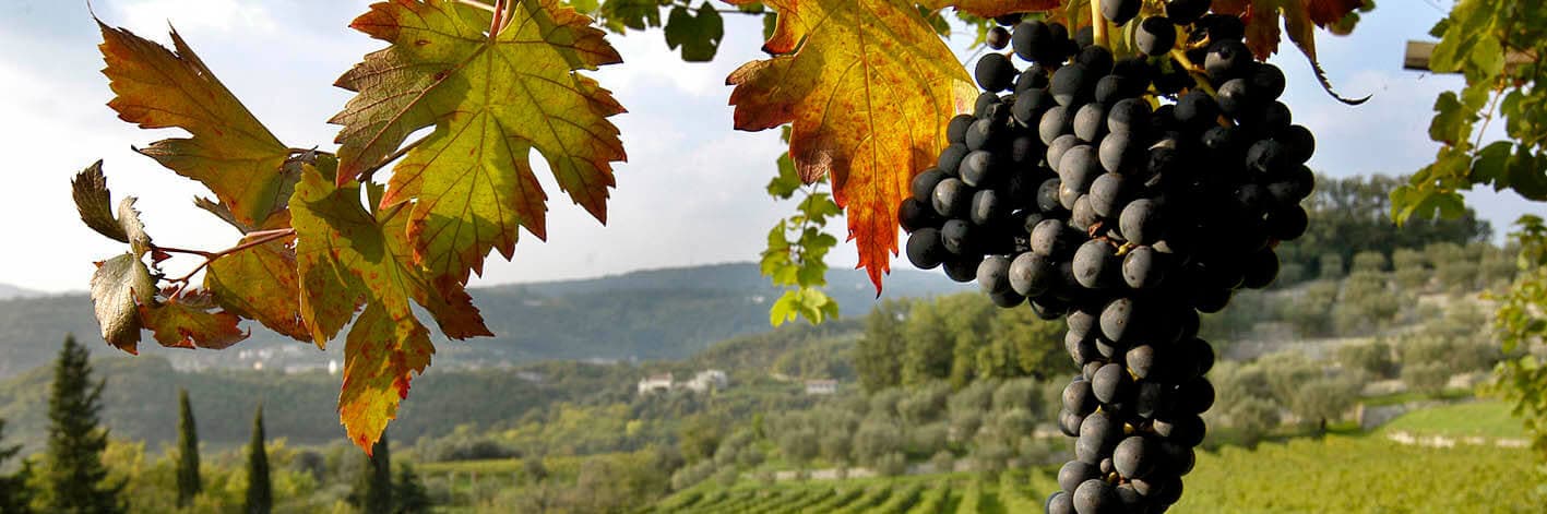 Trentino