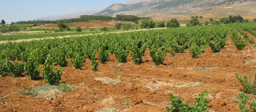 Vale de Bekaa
