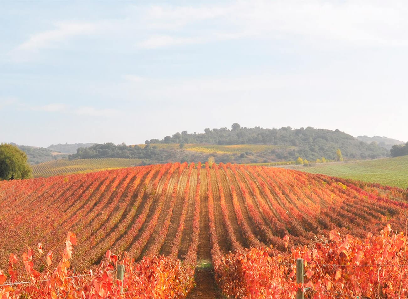 Navarra