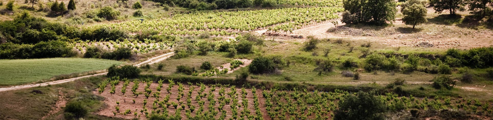 Ribera del Duero