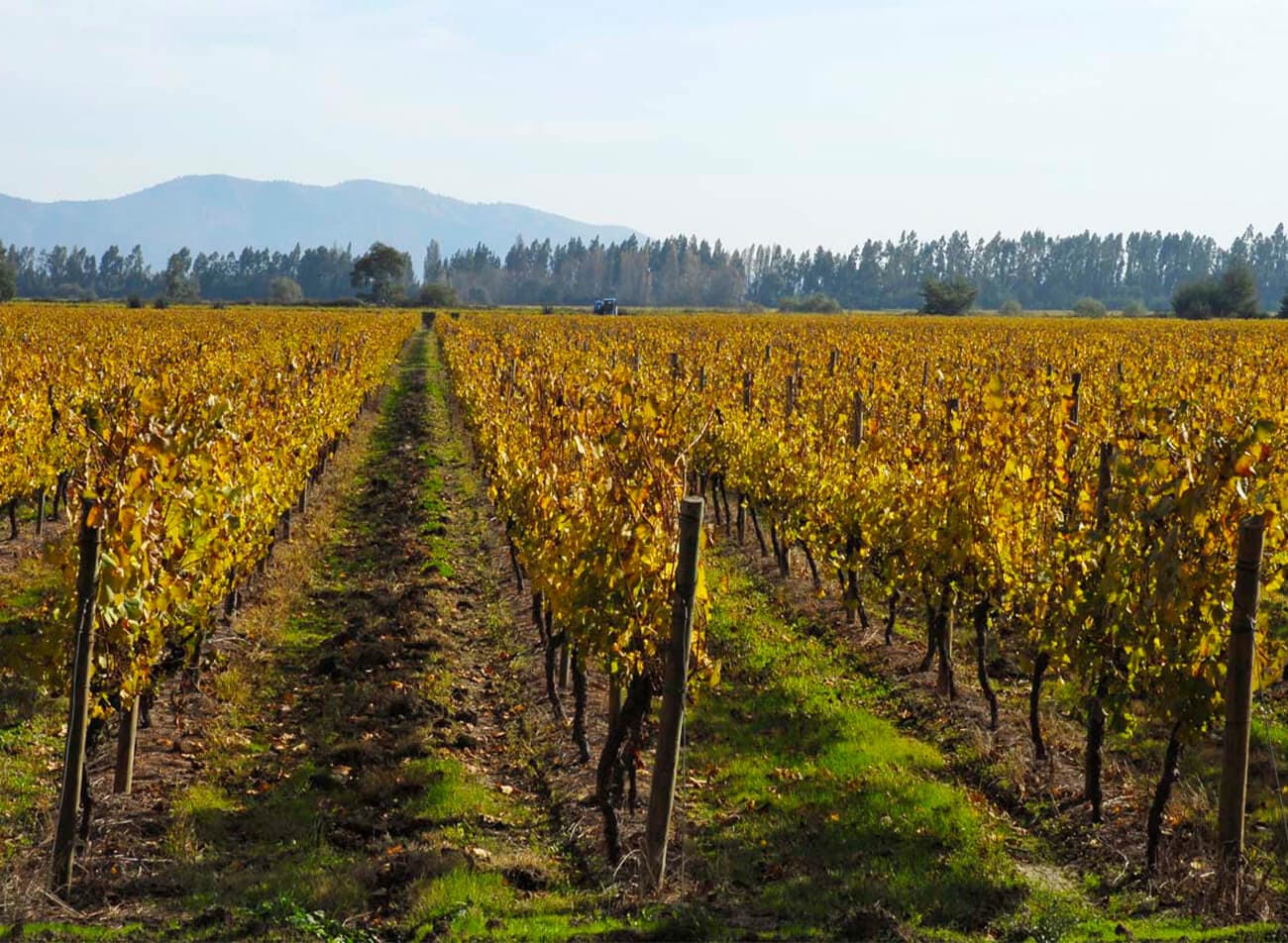Valle Colchagua