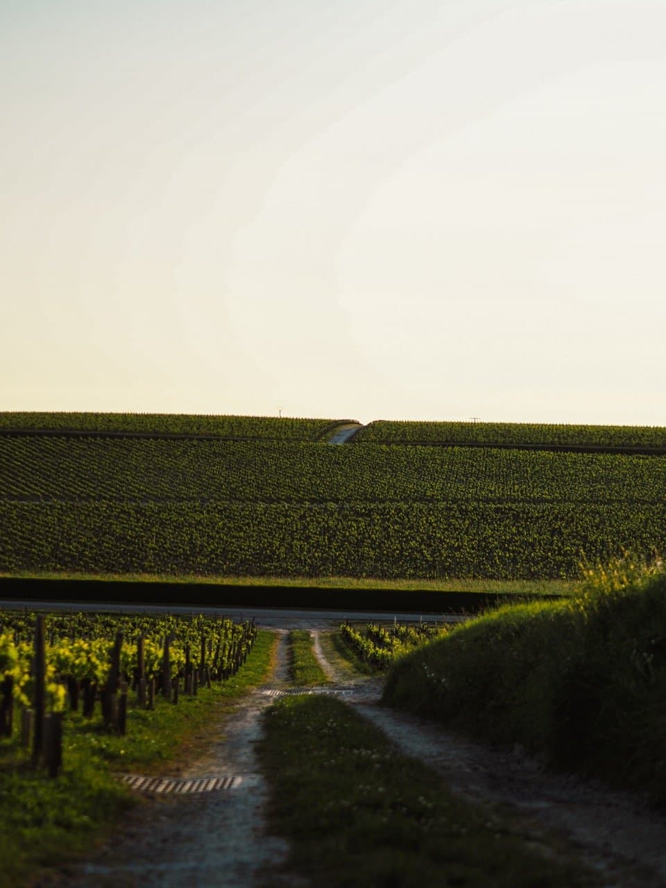 Anseillan - Vinhedos do Château Lafite