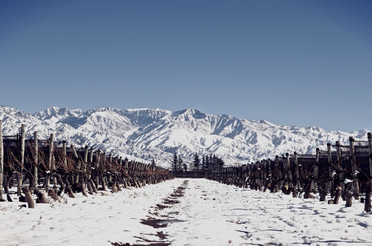 Bodegas Caro - Entrada e vinhedos